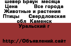 шевер Браун 2месяца › Цена ­ 200 - Все города Животные и растения » Птицы   . Свердловская обл.,Каменск-Уральский г.